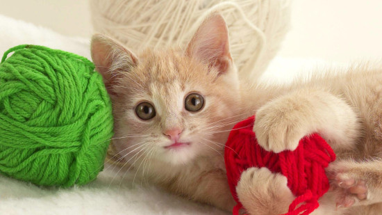 kitty with yarn